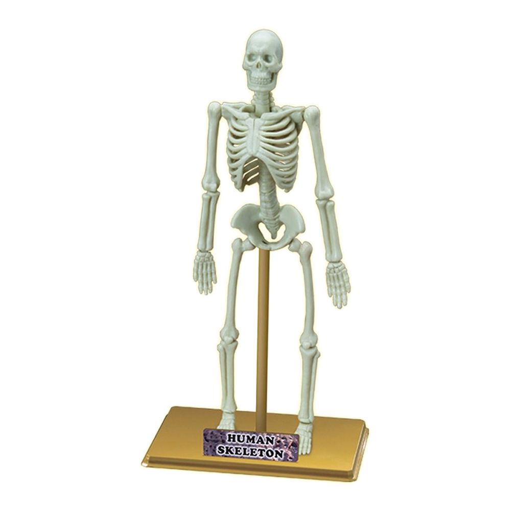 Образователен комплект Eastcolight - Човешкият скелет