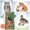 Книжка за оцветяване и копиране Depesche, Wildlife