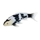 Фигурка Mojo, Риба Koi Shiro Utsuri